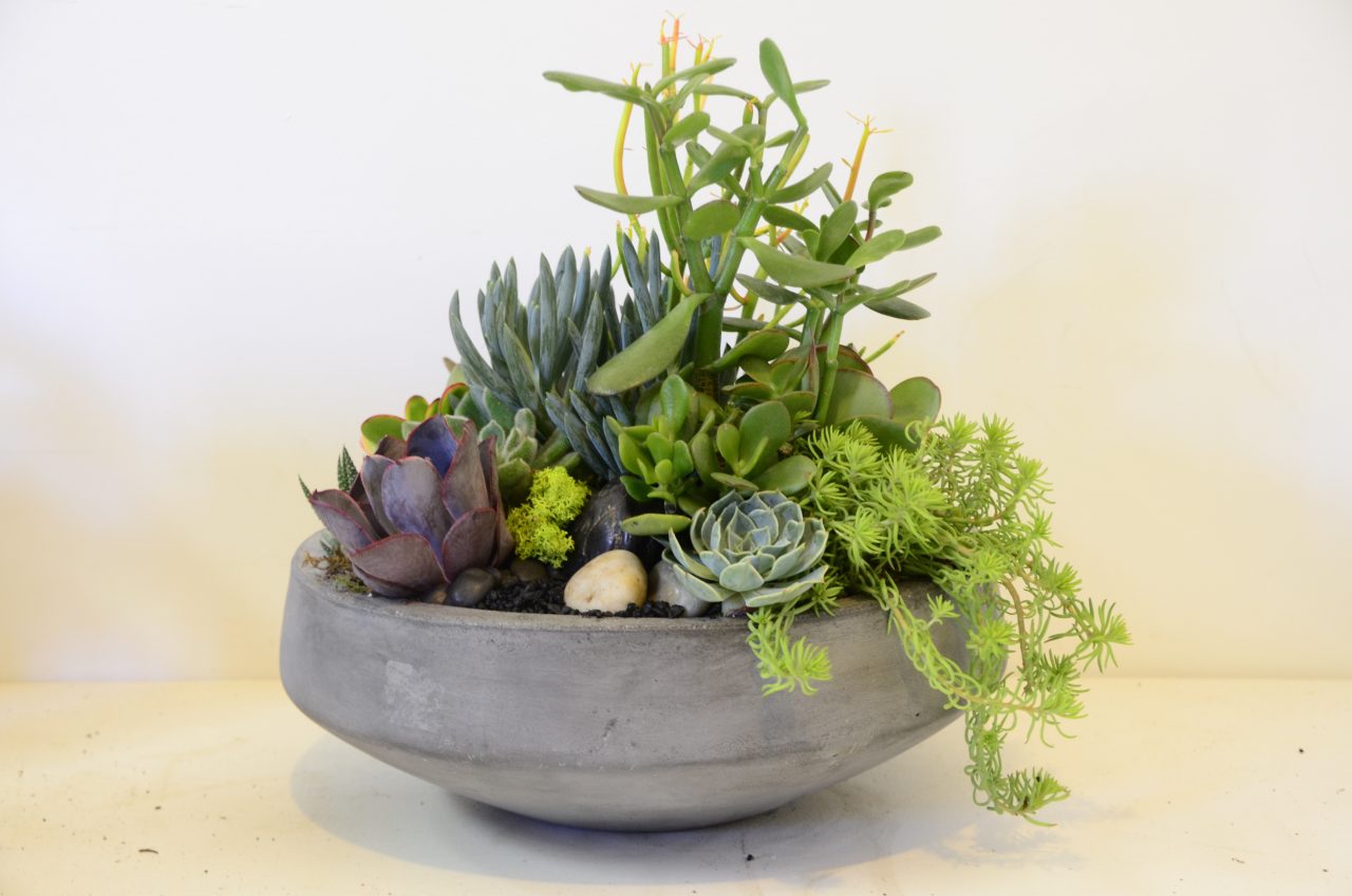 Workshop Succulent
