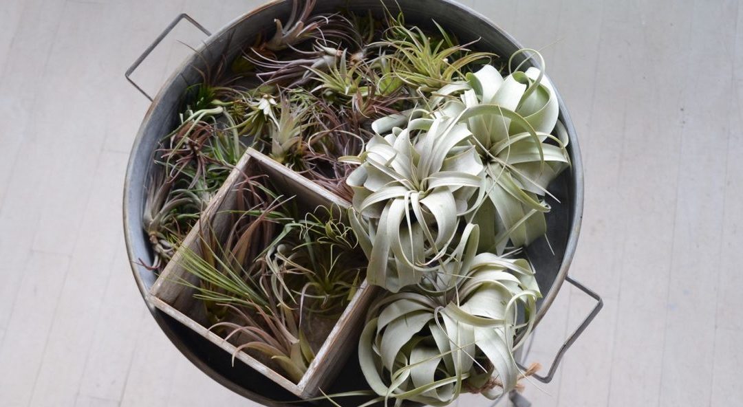 Air Plants