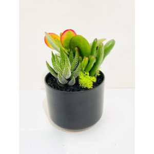 3″ Succulent Arrangement in Black Kendal Pot