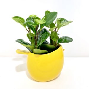 6″ Peperomia in Yellow Finch Planter