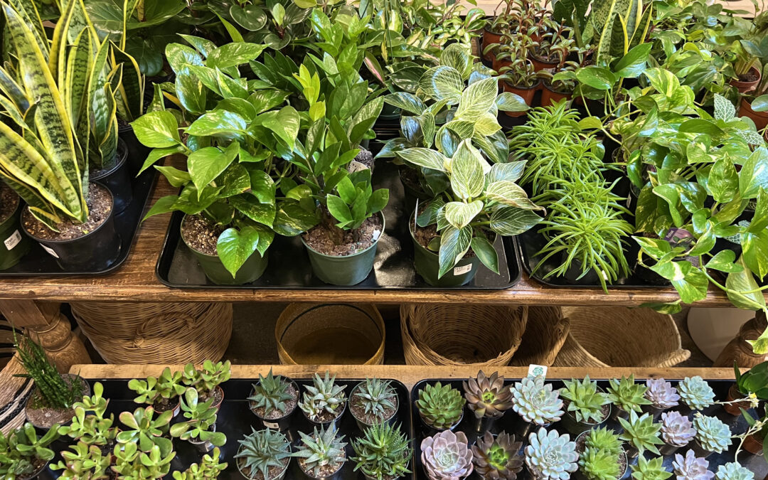 Revitalize Your Space with Easy-Care Plants for the New Year!