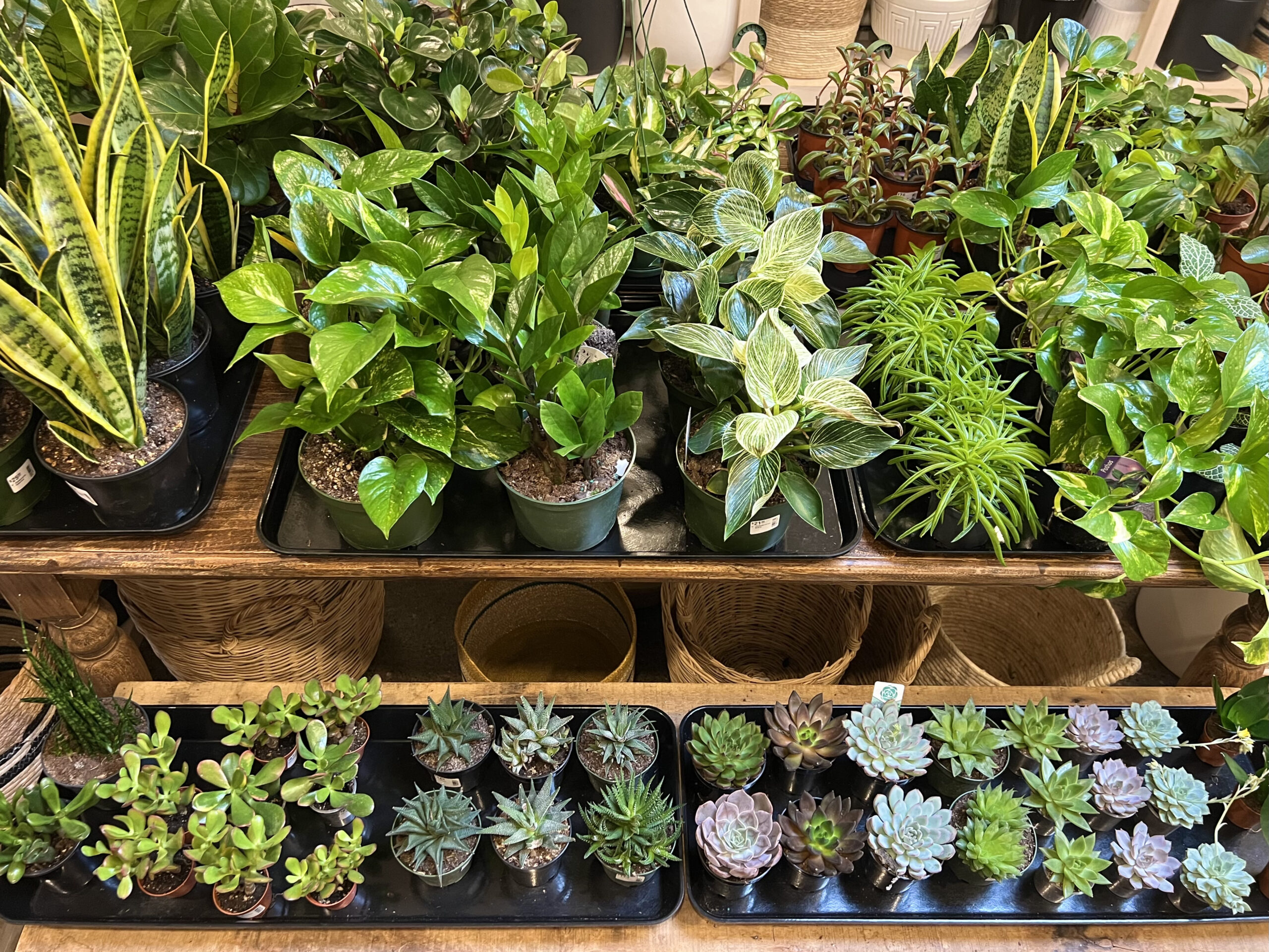 Revitalize Your Space with Easy-Care Plants for the New Year!