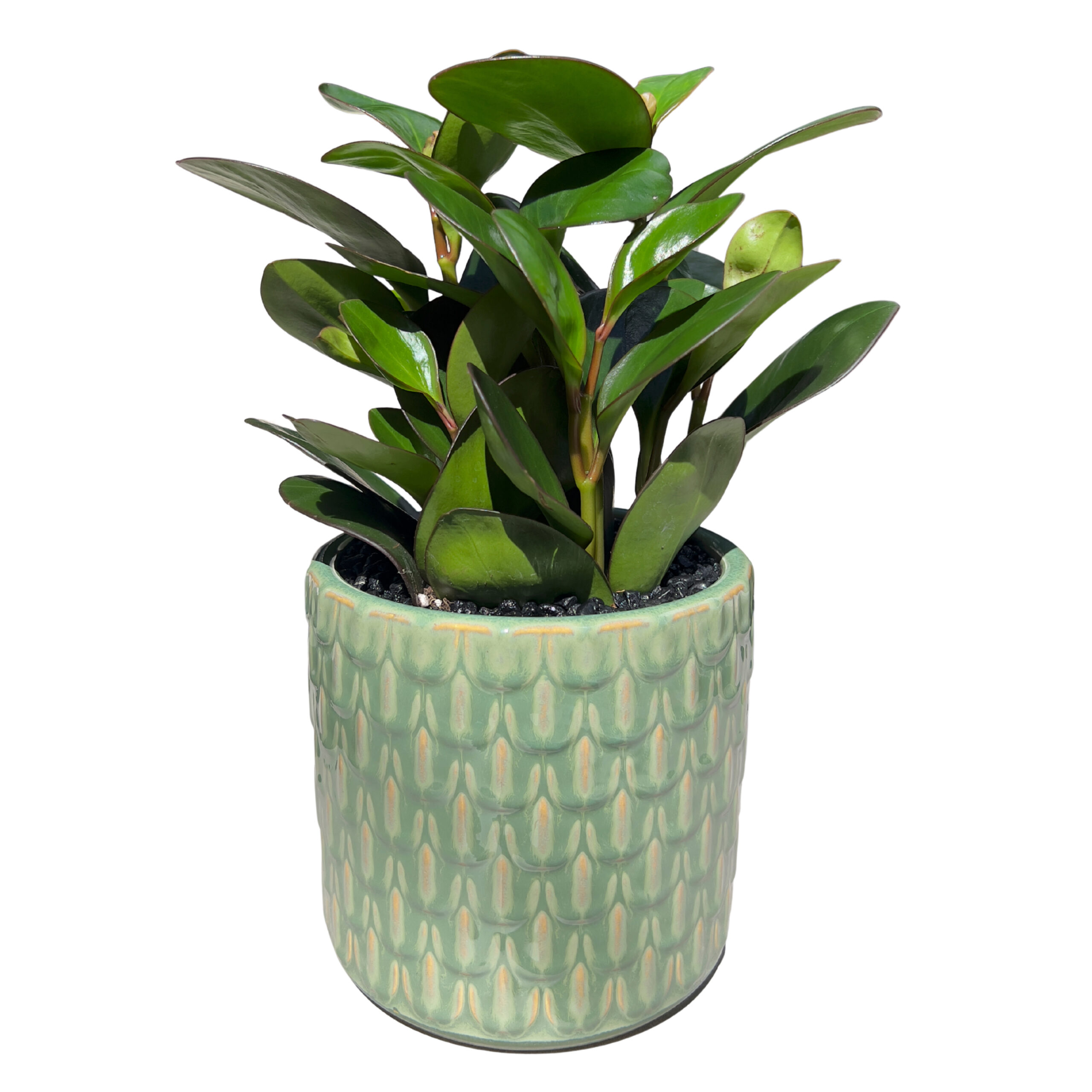6″ Peperomia in Green Embossed Pot